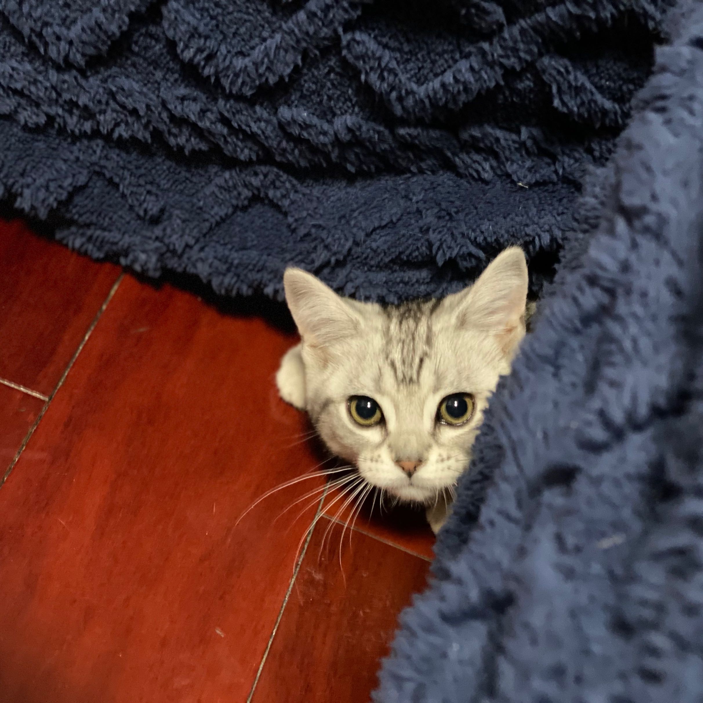 虎嗅包场，请你看《封神》-虎嗅网